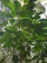 Heptapleurum actinophyllum
