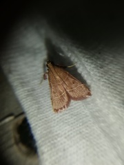 Arta epicoenalis
