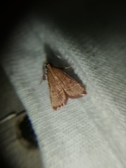 Arta epicoenalis