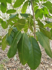 Heptapleurum actinophyllum