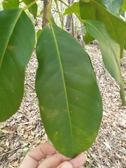 Heptapleurum actinophyllum