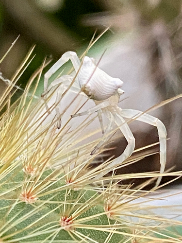 Heather crab spider