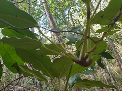 Heptapleurum actinophyllum