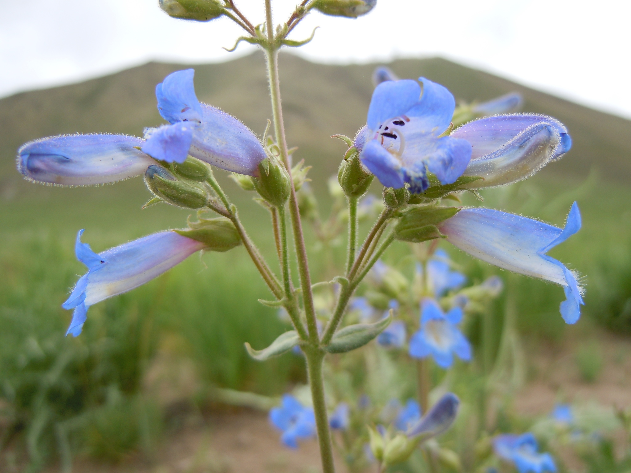 Penstemon radicosus