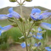 Matroot Penstemon - Photo (c) Matt Lavin, some rights reserved (CC BY-SA)