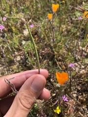 Eschscholzia lemmonii