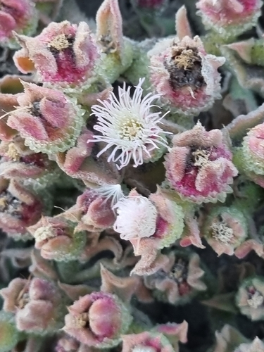 Crystalline ice plant