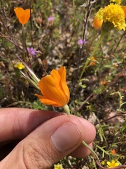 Eschscholzia lemmonii