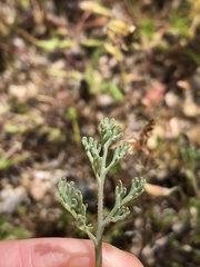 Eschscholzia lemmonii