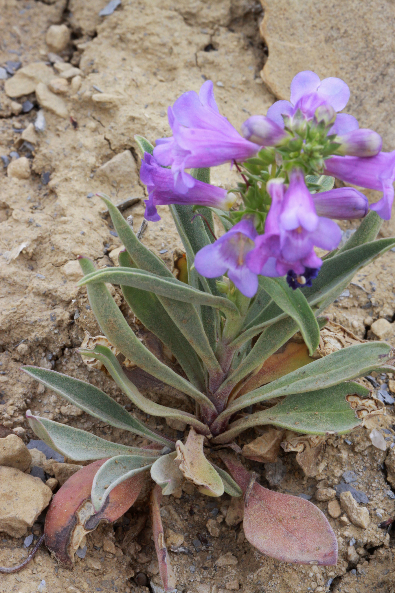 Penstemon fremontii
