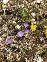 Phacelia douglasii