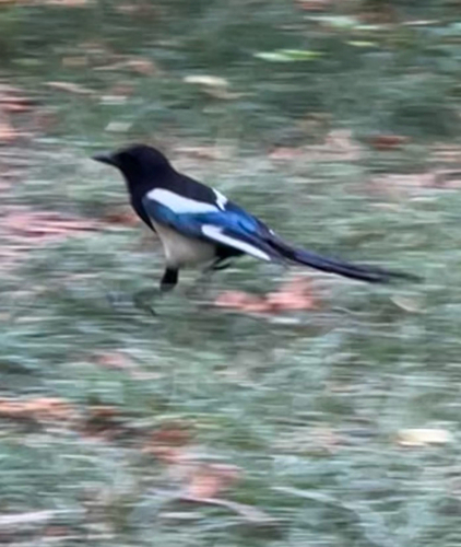 Eurasian Magpie