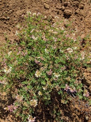 Acmispon grandiflorus grandiflorus
