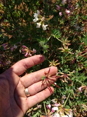 Acmispon grandiflorus grandiflorus