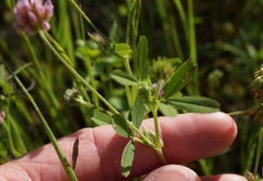 Trifolium bifidum