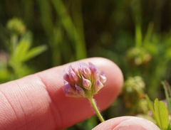 Trifolium bifidum