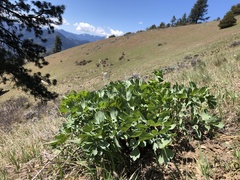 Lomatium californicum