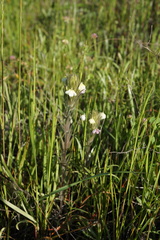Castilleja rubicundula rubicundula