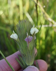 Castilleja rubicundula rubicundula