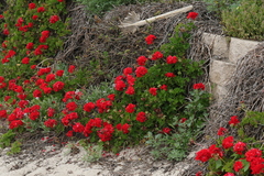 Pelargonium × hybridum