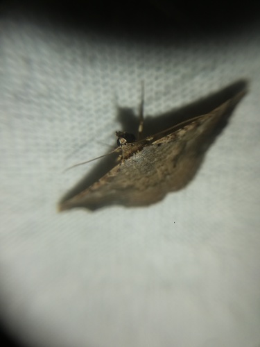 Tyrissa multilinea