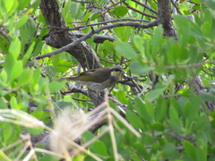 Gavicalis fasciogularis