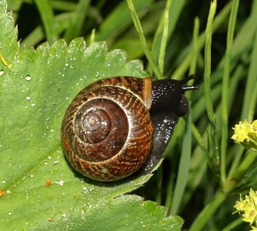 Copse Snail