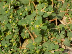 Euphorbia serpens