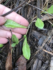 Lobelia anceps