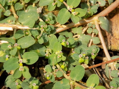 Euphorbia serpens