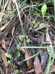 Lobelia anceps