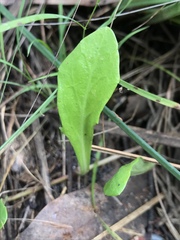 Lobelia anceps