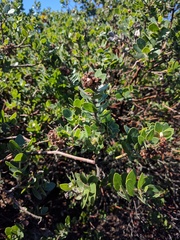 Arctostaphylos viridissima