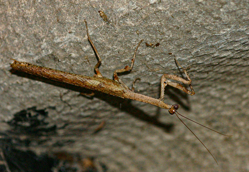 African Stick Mantis