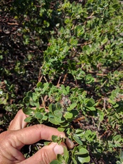 Arctostaphylos viridissima