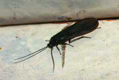 Pseudoderopeltis