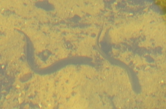 Lampetra planeri