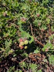 Arctostaphylos viridissima