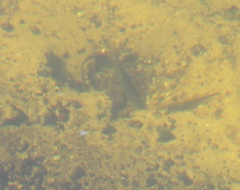 Lampetra planeri