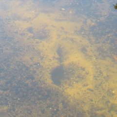Lampetra planeri