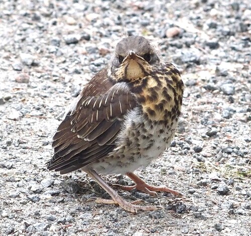 Fieldfare