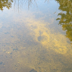 Lampetra planeri