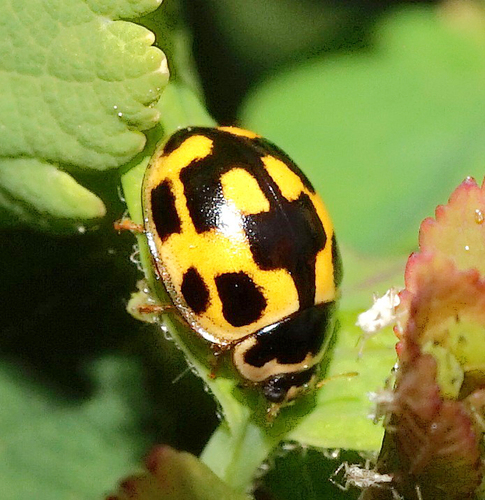 Fourteen-spotted Lady Beetle
