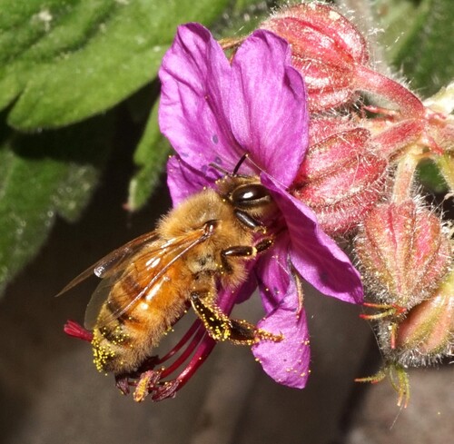 Western Honey Bee