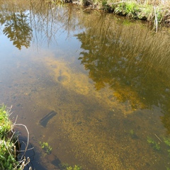 Lampetra planeri
