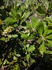 Comarostaphylis diversifolia planifolia