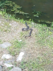Nerodia erythrogaster