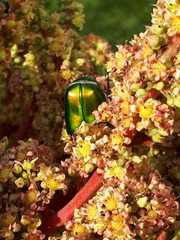 Protaetia cuprea ignicollis