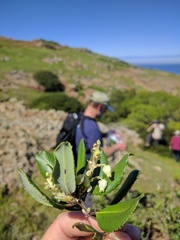 Comarostaphylis diversifolia planifolia