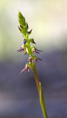 Genoplesium despectans